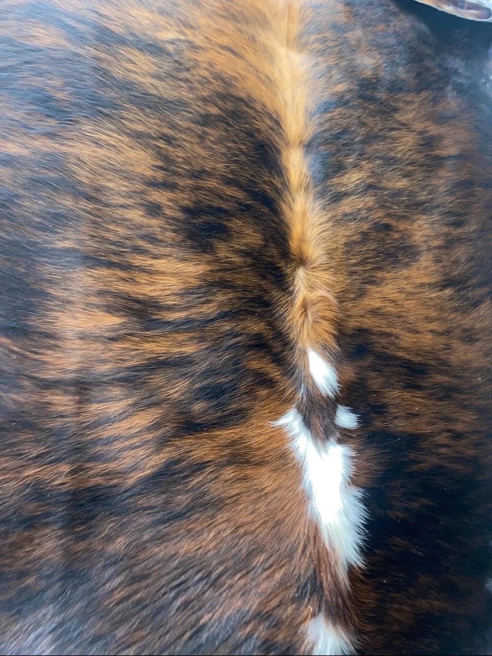 Cowhide rugs